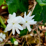 Jasmine Live Plant 4–8″ Tall, Jasmines Flower Vine, Fragrant White Blooms, Outdoor or Container Growing (Orleans Jasmine)