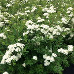 Hardy White Spirea Shrub Live Tree Plant in Quart Pot, 1 Year Old Well-Rooted, Dormant in Winter, 6-14 Inches in Tall, Winter Meadowsweets Bush for Planting