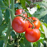 Bigbeef Tomato Plants, Red Tomato Plants Live for Planting, 4-6" Tall Vegetable Plant Seedings