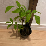 Elderberry Bush Plants Live, Black Elderberry Plant for Outdoor Garden, 5 to 9 Inch Tall Perennial Fruit Plant, No Pot, Cold Hardy, Dormant in Winter