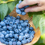 2 Legacy Blueberry Bush Live Plant, Blueberry Plants Live for Planting 5 to 8 Inch Tall, Sweet Blueberries Fruit Seedlings