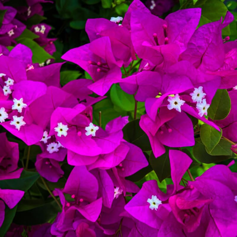 3 Bougainvillea Vine Plants, Bougainvillea Plants Live for Outdoor Landscaping and Containers, 4-7 Inch Tall Well-Rooted, No Pot (Purple Bougainvillea)