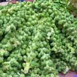 Brussel Sprouts Plant in 4" Pot, Fresh Vegetable Plants Live Potted for Planting Home Garden, Annual Vegetable Plant