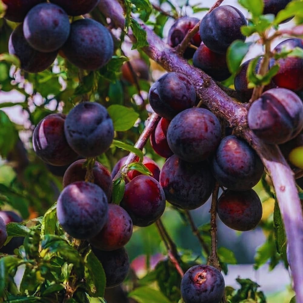 Black Plum Tree Live Plant, Home Orchard Tree, 2-3 Ft Tall