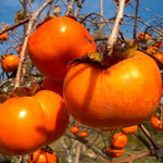 Set 2 Persimmon Plants Live, 12-24 Inch Tall Bare Root Dormant, Live American Persimmon Trees for Growing Outdoor
