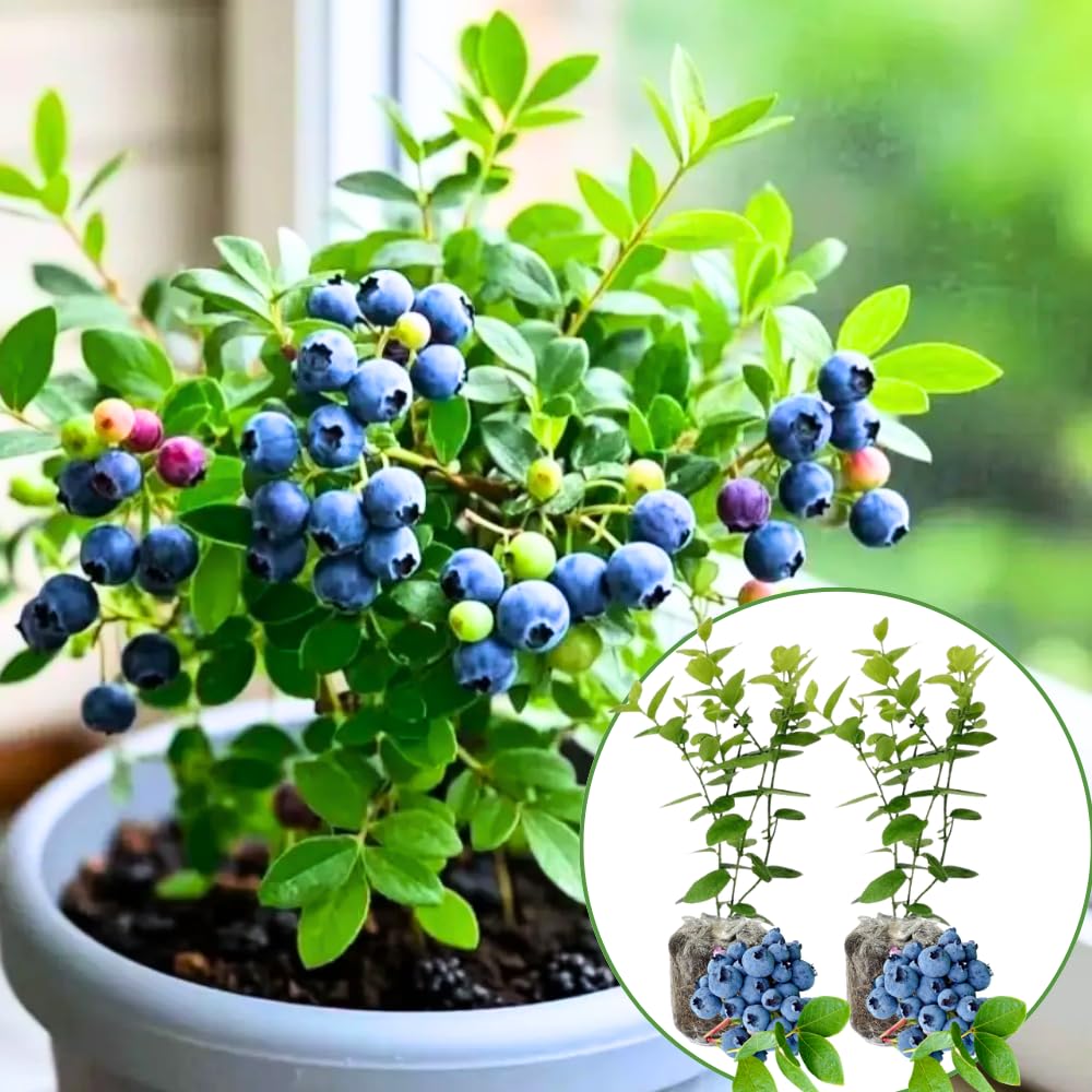 2 Springhigh Blueberry Bush Live Plant, Blueberry Plants Live for Planting 5 to 8 Inch Tall, Sweet Blueberries Fruit Seedlings