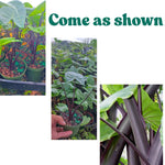 Set 2 Black Stems Alocasia Live Plants for Planting, 5 to 7 Inc Tall, Indoor Houseplant Alocasia Plant Live, No Pot, Alocasia Colocasia Taro Plants for House Plants