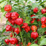 6 Red Carolina Reaper Pepper Plants Live, 80 Days Old Peppers for Growing, Hot Chili Trees for Planting, No Pot, 5 to 9 Inc Tall