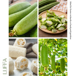 Loofah Plant Live, Luffa Plant Live, 4-6 Inc Tall, Trailing Luffa Live Plant for Backyard Garden, Trellis, 2 Plants in 4 Inc Pot
