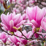 Magnolia Plant Live 6 to 12 Inches Tall, in 2.5 Inches Pot, Magnolia Tree Live Plant, Fragrant Magnolia Flowers (Jane Magnolia)