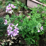 Pack 3 Live Citronella Plants Live, Fragrant Citronella Geranium Plants Well Rooted, 5-8 Inch Tall for Outdoor Containers and Gardens