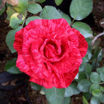 Rose Plant Live for Planting Indoor Outdoor, 5-10 Inch Tall, Fragrant Flowers Well Rooted, Roses Bush Shrub (Rare Red Rose)