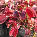 3 Starter Venus Fly Trap Live Plants in Pot, Live Venus Fly Traps for Terrarium Outdoor Indoor Gardening