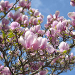 Set of 2 Magnolia Trees Live, 8-12 Inches Tall Cuttings Hardy Fragrant Flowering Magnolia Plants for Outdoor Garden (Saucer Magnolia)