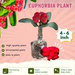 Crown of Thorns Plant Live, Euphorbia Milii Succulent Live Plant, 4-8 Inch Tall Flowering Houseplant with Year-Round Blooms, No Pot (Red)