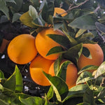 Red Navel Orange Live Plant in 1 Gallon Pot, Red Orange Tree 24-30 Inch Tall, Citrus Fruit Tree for Planting Outdoor Garden