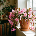 Pink Easter Cactus Plant Live 4-6 Inches, Vibrant Spring Bloomer for Indoor Decor, Patio Pots, Ready to Grow