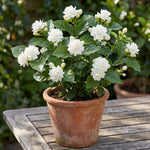 Duke Jasmine Plant Live 4-7 Inches Tall, Fragrant Flowering Vine for Garden, Patio Containers and Indoor Growing