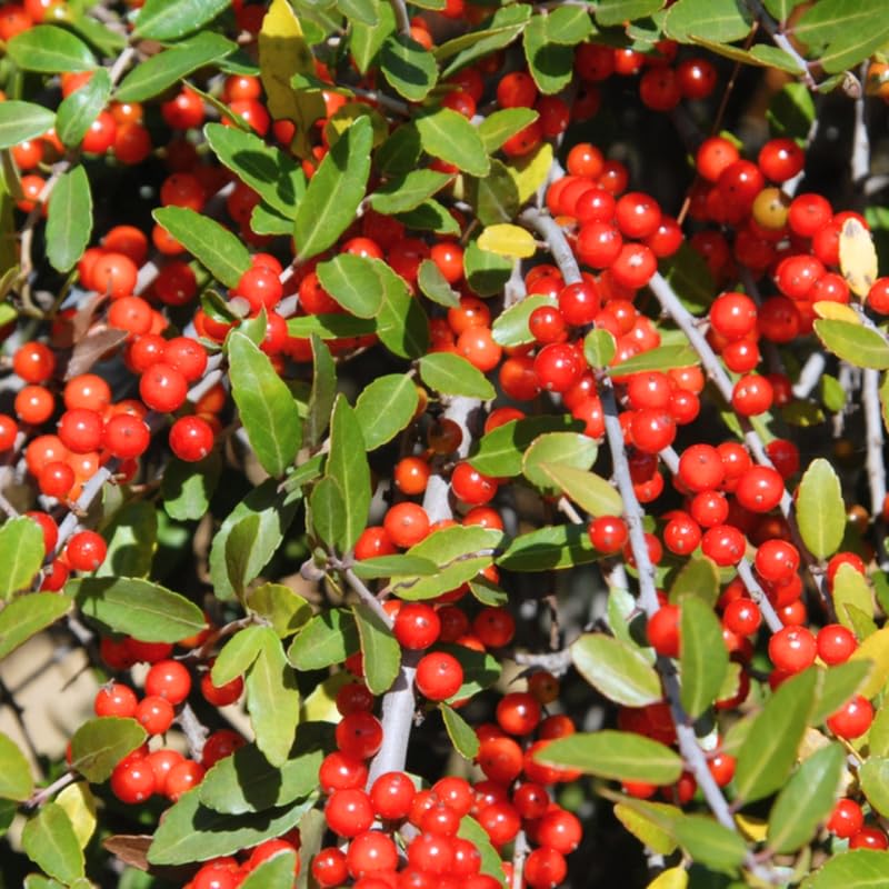 2 Weeping Yaupon Holly Trees Live Plants for Planting 4 to 6 Inch Height, Weeping Holly Plant Live, Holly Bush Shrub Home Garden