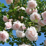 New Dawn Climbing Rose Live Plant Well Rooted, No Leaf, Ready to Plant Indoor Outdoor, Climber Rose Bush, Hybrid Tea Rose Like, Very Fragrant, Long Bloomer (Light Pink)