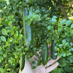 Green Finger Lime Tree Live, 1-2ft Tall, Citrus Plant 1 Gallon Pot, Finger Lime Citrus Tree, Well Rooted Fruit Plant