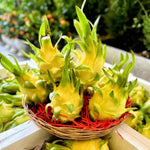 Yellow Dragon Fruit Plant Live, Live Dragon Fruit Plant, Between 4 and 6 Inches Tall, Dragon Fruit Live Plant for Garden, Dragon Fruit Tree Live Plant