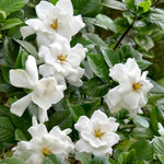 Jasmine Live Plant 4–8″ Tall, Jasmines Flower Vine, Fragrant White Blooms, Outdoor or Container Growing (Frostproof Cape Jasmine)