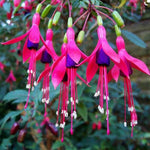 2 Red Purple Fuchsia Live Plants 4-7'' Tall, Hardy Hanging Basket Flower Plant, Shade Loving Blooming Fuchsia Starter Plants