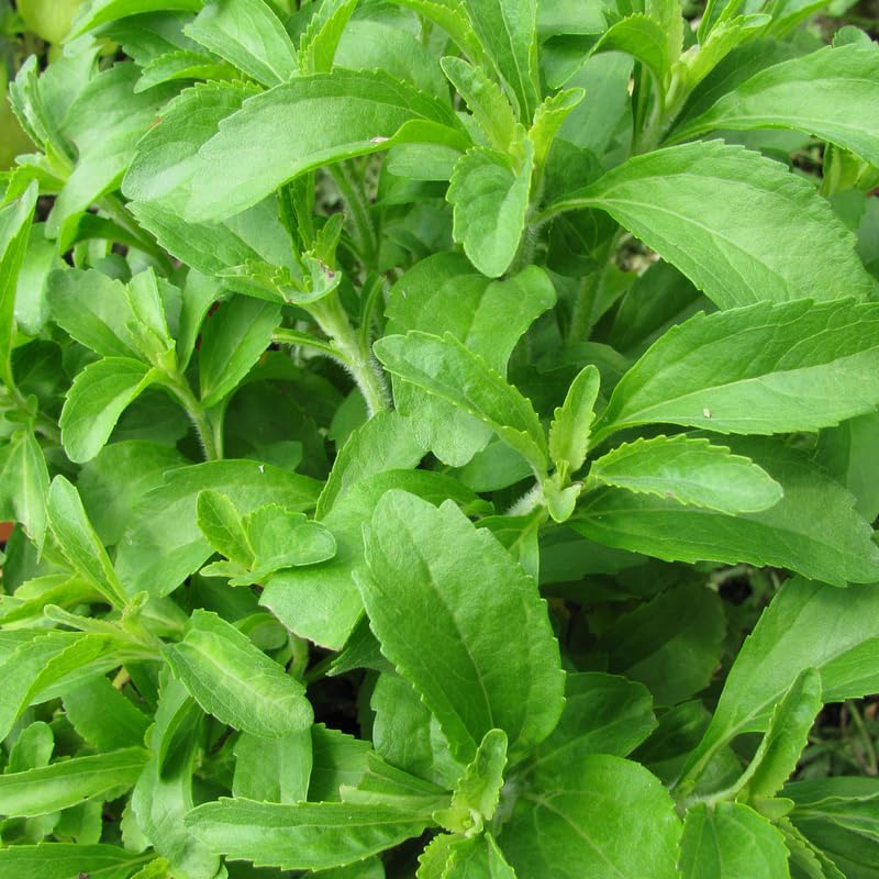 Stevia Plants Live, 4 Inch Pot Herb Stevia Plants Live for Planting