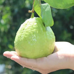 White Guava Tree Live Plant, 10 Inch Sweet Fruit Tree, Tropical Guava Plant for Home Garden