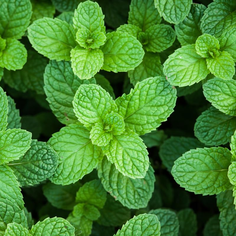 Peppermint Plant Live, Peppermint Herb Plant, 4 Inch Pot for Grrowing