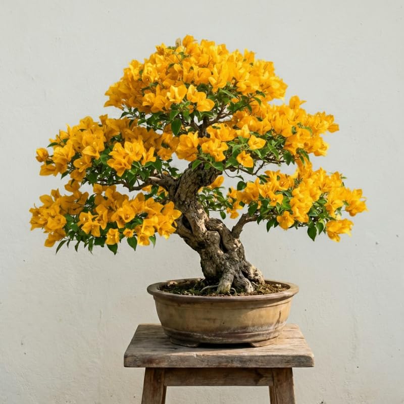 Bougainvillea Tree Live Plant, 5 to 9 Inches Tall, Outdoor Landscaping Trailing Flowering Vines for Trellis, Spring Garden (Yellow)