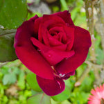 Fragrant Climbing Rose Live Plant, Well Rooted 5-9" Tall, No Leaf, Indoor Outdoor Climber, Rose Bush, Hybrid Tea Rose Like (Velvet Red Black)