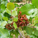 Set 2 Pistache Tree Seedlings Live, Bareroots Dormant 1-2 Feet Tall Pistachio Tree Starter Plants, Hardy Ornamental Shade Trees for Outdoor Planting