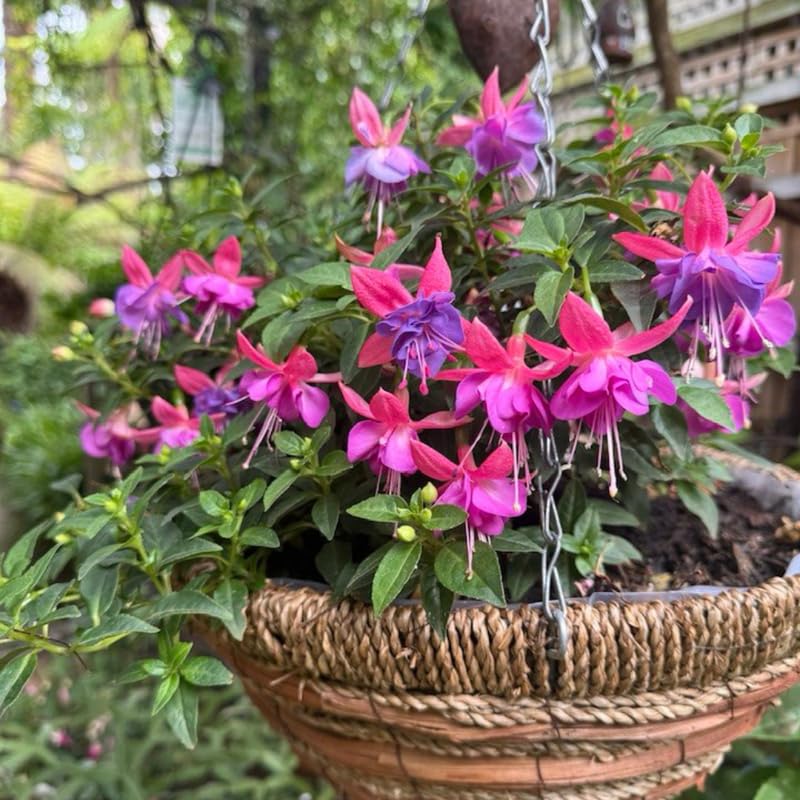 2 Dark Purple Fuchsia Live Plants 4-7'' Tall, Hardy Hanging Basket Flower Plant, Shade Loving Blooming Fuchsia Starter Plants