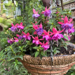 2 Fuchsia Live Plants 4-7'' Tall, Hardy Hanging Basket Flower Plant, Shade Loving Blooming Fuchsia Starter Plants