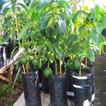 Live Dwarf Avocado Tree Plant in 3 Gallon Pot, Cold Hardy Avocado Tree 2-3 Ft Tall, Ready to Bear Fruits