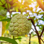 Atemoya Sugar Apple Tree Live Plant, 2-3 Ft in One Gallon Pot, 2 Years Old Tree Annona Squamosa Soursop Like, Outdoor Spring Tropical Fruit Planting, No CA