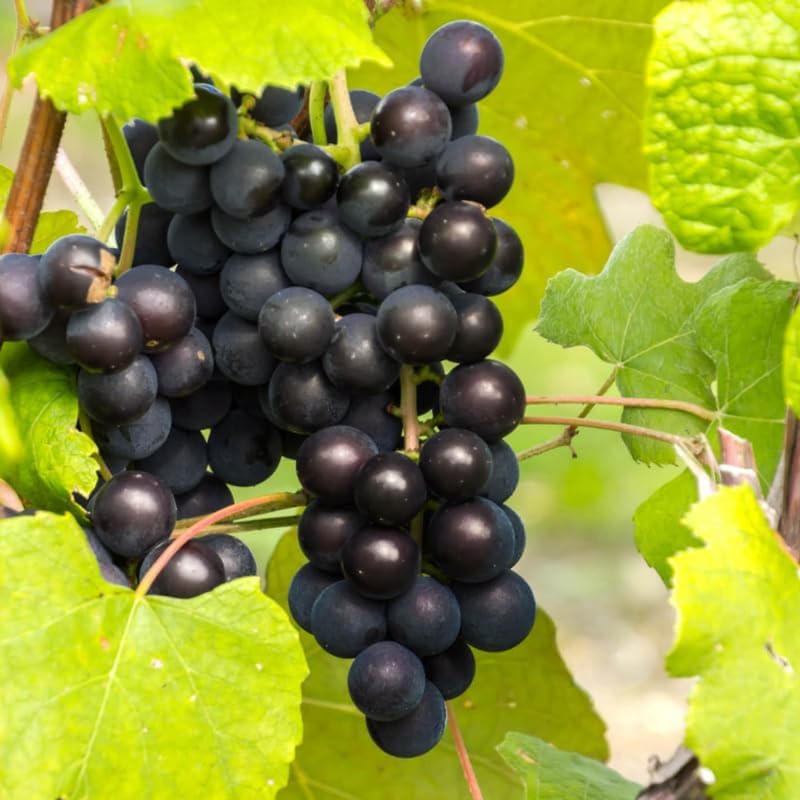 2 Rare Grape Vines Live Plants, Sweet Starter Grapevine from 5 to 8 Inches in Tall, Easy to Grow Indoor Outdoor, No Pot (Black Muscadine)