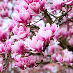 Set of 2 Magnolia Trees Live, 8-12 Inches Tall Cuttings Hardy Fragrant Flowering Magnolia Plants for Outdoor Garden (Jane Magnolia)