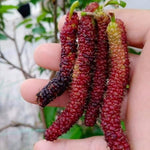 Set of 2 Pakistan Mulberry Trees Live Plants, Starter 4-6 Inches Tall, No Pot, Mulberry Bush Fruit for Outdoor Growing, Cold Hardy