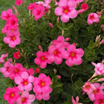 2 Mandevilla Plants Live, 4-6'' Tall, Mandevilla Flower Plants, Vibrant Flowers Plant for Outdoor Growing