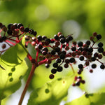 Live Black Elderberry Plant, Elderberry Bush Plants, 5-9 Inches Tall, Ready for Growing, Dormant in Winter