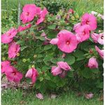 Hibiscus Tree Live Plants for Outdoor Planting, Vibrant Blooms, Size 5-9 Inc in Tall, Dormant in Winter, Spring Fast-Growing (Lady Pink-red)