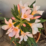 Dwarf Salmon Oleander Plant Live, Oleander Live Plant, 5 to 7 Inches Tall, Flowering Ornamental Shrub, Easy Care Outdoor Plant
