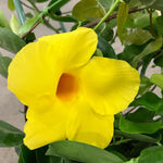 2 Yellow Mandevilla Plants Live, 4-6'' Tall, Mandevilla Flower Plants, Vibrant Flowers Plant for Outdoor Growing