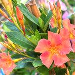 Set of 2 Mandevilla Live Plants, Orange Mandevilla Flower Plants, 4 to 6 Inches Tall Garden