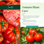 2 Bigbeef Tomato Plants Live, 4-8 Inch Tall, Tomato Live Plants Well-Rooted for Garden
