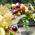 2 Rare Grape Vines Live Plants, Sweet Starter Grapevine from 5 to 8 Inches in Tall, Easy to Grow Indoor Outdoor, No Pot (Bronze Muscadine)