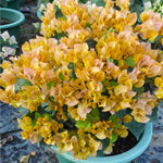 3 Bougainvillea Vine Plants, Gold Bougainvillea Plants Live for Outdoor Landscaping and Containers, 4-7 Inch Tall Well-Rooted, No Pot